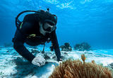 Explorez les récifs coralliens les plus prestigieux de Pemba  - voyages adékua