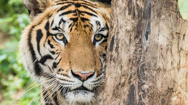 Séjour à la découverte des animaux en Thaïlande