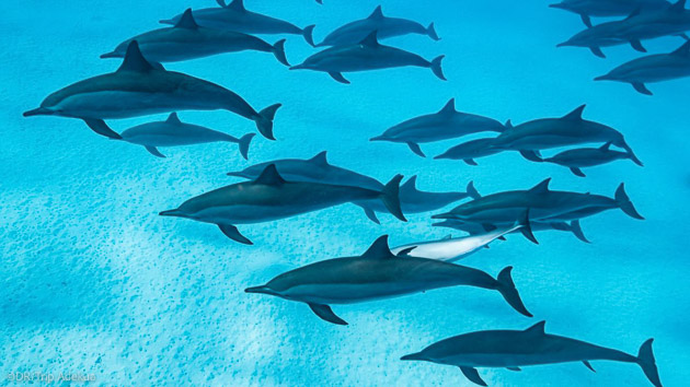 Votre croisière plongée avec les Dauphins en mer Rouge