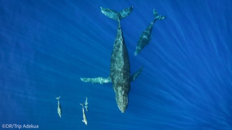 Votre séjour sur l'île de la Réunion à la découverte des Baleines