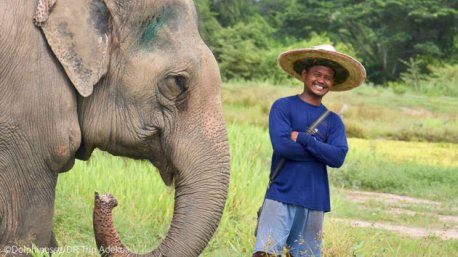 Découvrez les éléphants en Thaïlande