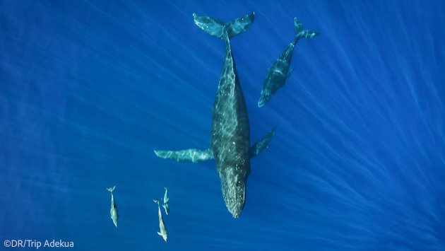 Votre séjour sur l'île de la Réunion à la découverte des Baleines